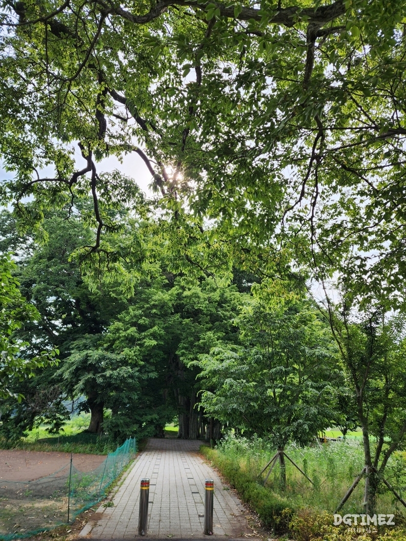 차량을 통제하는 두개의 봉을 지나 개서어나무 숲으로 걸어간다.