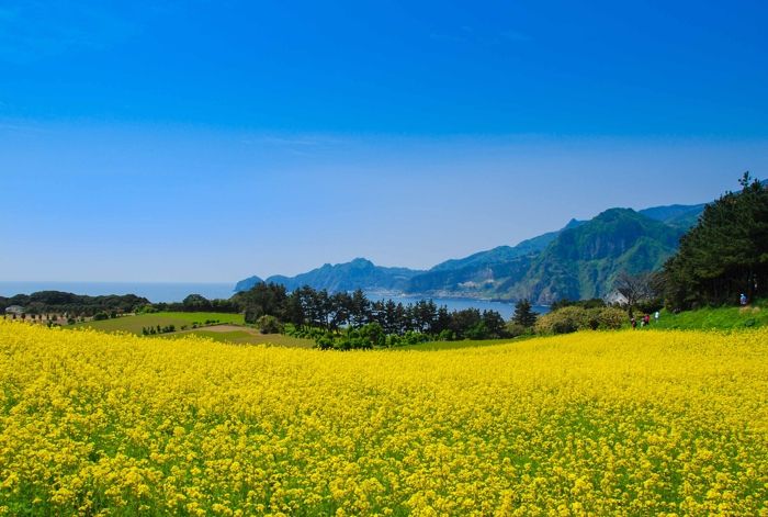 울릉군 죽도, 유채꽃에 물들다..