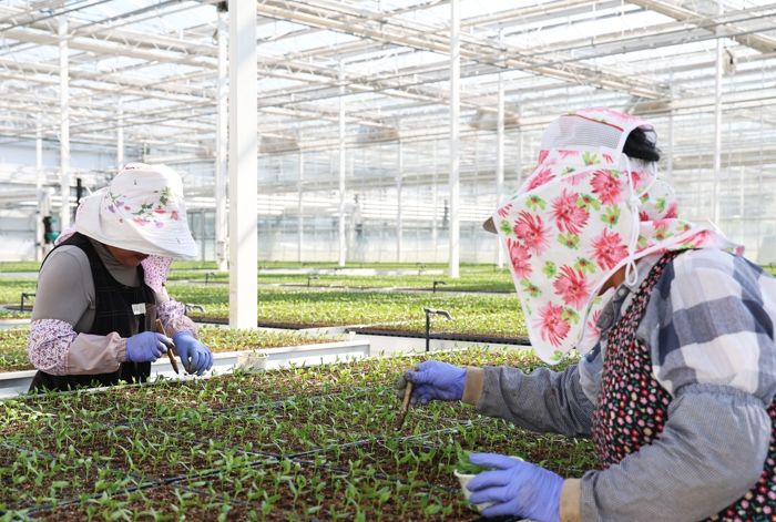 『전국 최고 영양고추!』 시작을 알린다