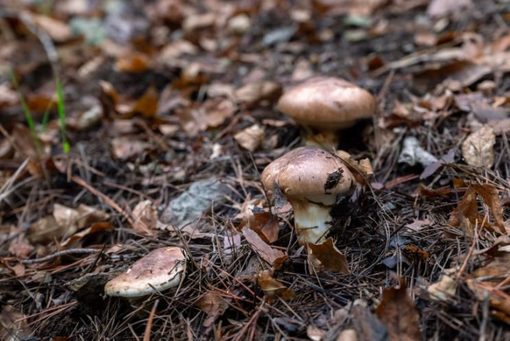 영덕군 자연산 송이.