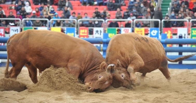 2025년 청도군 전국 민속 소싸움대회 개최