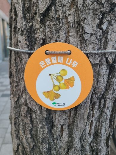 은행나무 관리를 위한 ‘열매 표찰’ 설치 모습