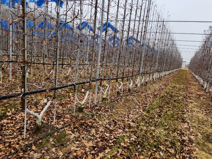 주간부 방한·배수 개선 등 재배 관리로 피해 최소화