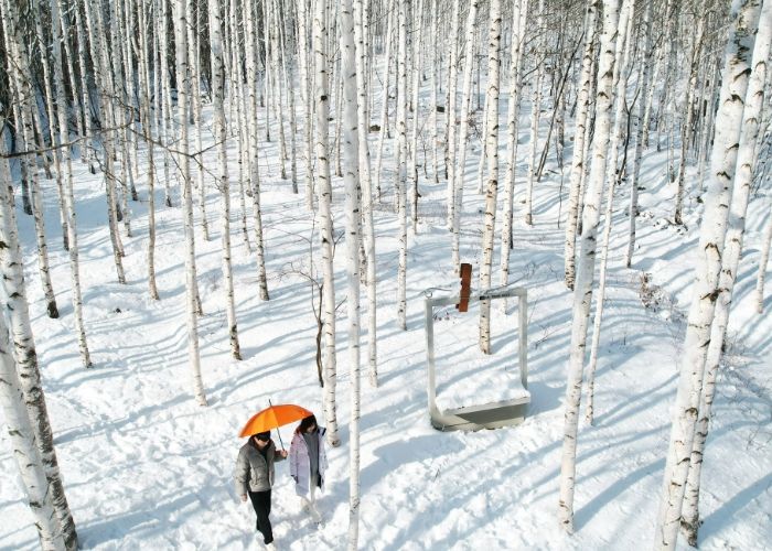 하얀 눈 속 자작나무숲, 영양의 기적이 되다