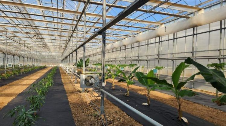 영천시 아열대 스마트팜단지 내 재배실증 중인 애플망고, 바나나, 파파야