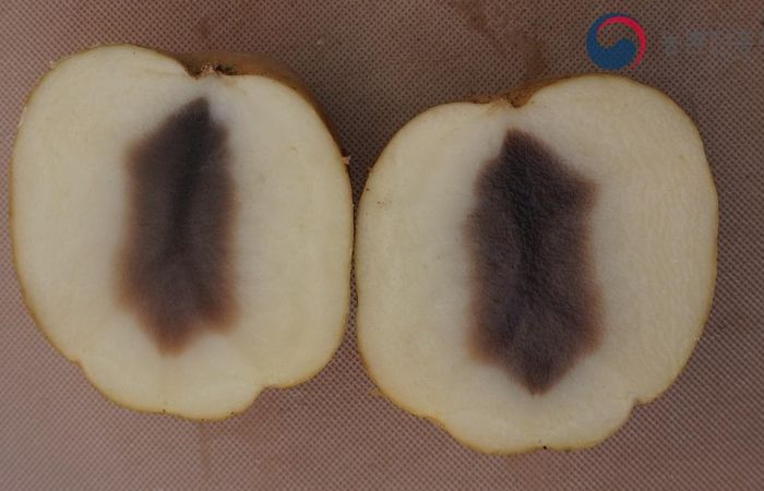 안동시, 씨감자 흑색심부병 관리 당부