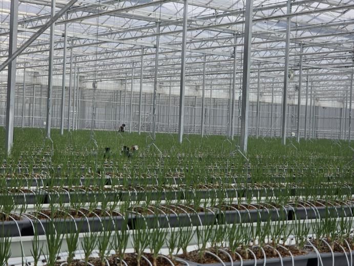 봉화군, 임대형 스마트팜 A동 2구역 쪽파 수확 앞둬