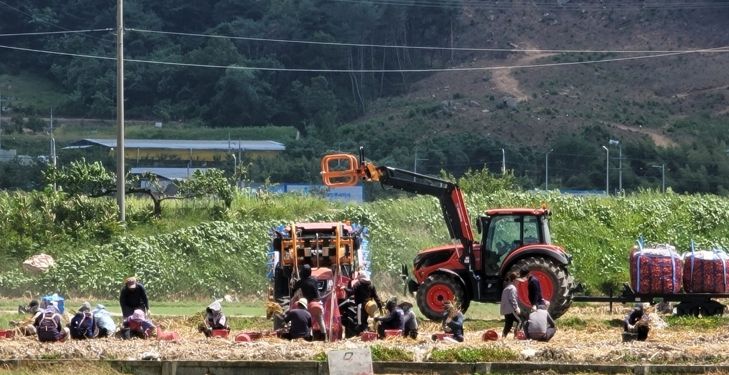 구미시, 양파 주산지 공식 지정…생산·유통·가격안정 체계 구축 전환점