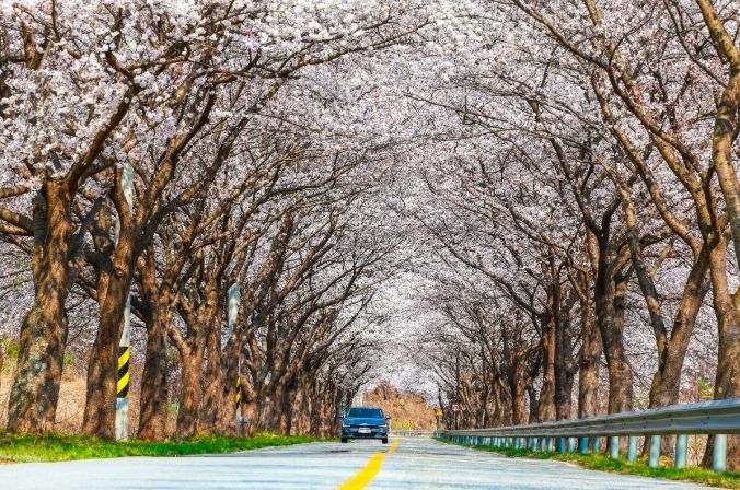 울진군 전역에 벚꽃 만개,