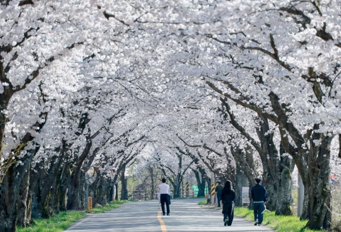 경주 암곡동 일원 도로 구간이 ‘암곡 벚꽃 터널’로 불리며 늦은 개화로 절정을 이루고 있다.