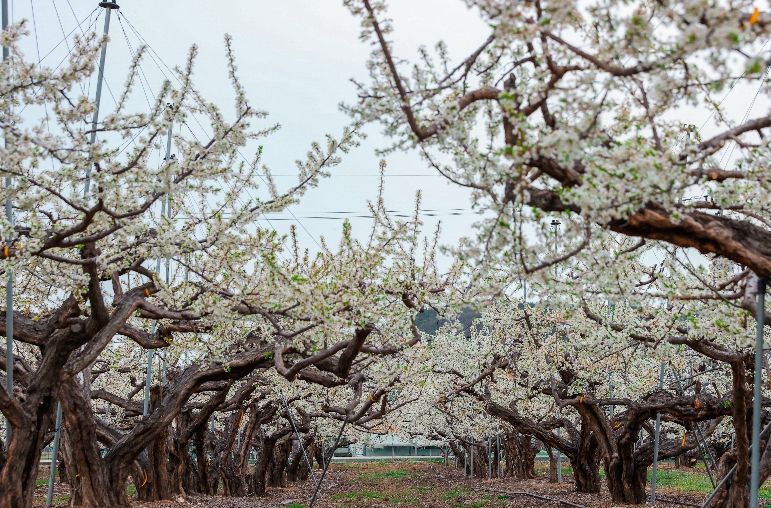의성군, 자두꽃 만개